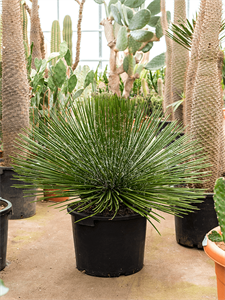 Agave geminiflora Green