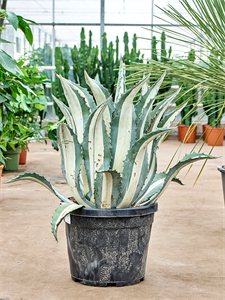 Agave amerciana mediopicta 'Alba' Green/grey