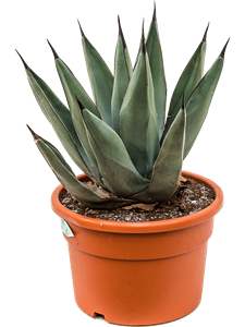 Agave nigra Grey