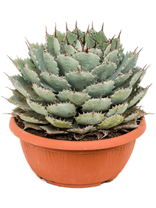 Agave potatorum 'Compacta' Green/gray