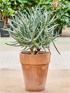 Aloe ramosissima Stem branched