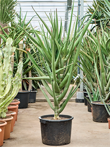 Aloe tongaensis 'Medusa' (150-170) Stem