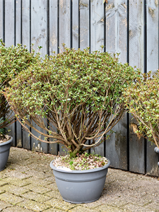 Azalea japonica 'Aladdin Scout' (80-100) Bush