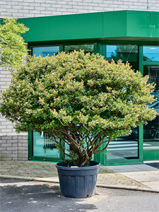 Azalea japonica 'Aladdin Scout' Branched