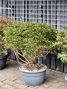 Azalea japonica 'Blaauw's Pink' Bush