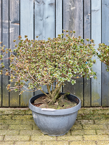 Azalea satsuki 'Fuji No Ka' (80-100) Bush