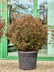 Azalea japonica 'Johanna' (110-130) Bush