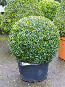 Buxus sempervirens Ball (80)