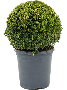 Buxus sempervirens Ball (30+)