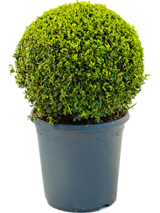 Buxus sempervirens Ball (30-35)