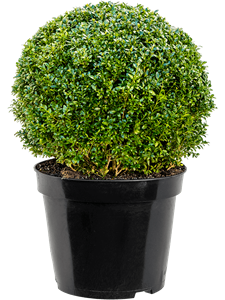 Buxus sempervirens Ball (45+)