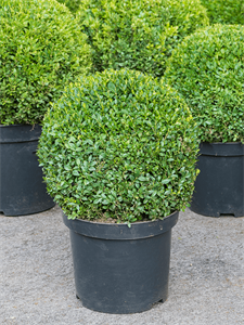 Buxus sempervirens Ball (40)