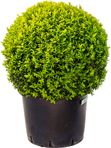 Buxus sempervirens Ball (50)