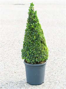 Buxus sempervirens Pyramid (50+)