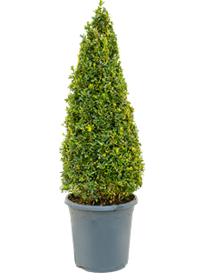 Buxus sempervirens Pyramid (60+)