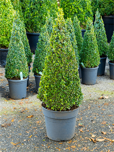 Buxus sempervirens Pyramid (70+)