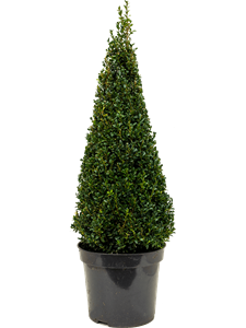 Buxus sempervirens Pyramid (80)