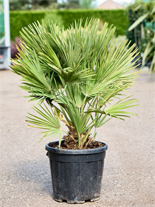 Chamaerops humilis 'Vulcano' Bush