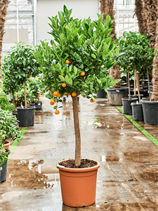 Citrus (Citrofortunella) calamondin Stem, 41139