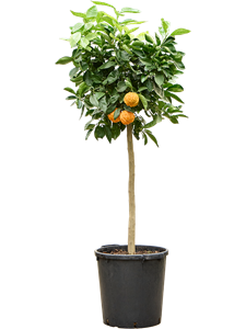 Citrus aurantium 'Corrugato' Stem