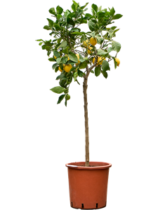 Citrus lemon Stem, 41143