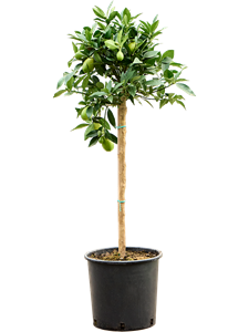 Citrus aurantifolia 'Limequat' Stem