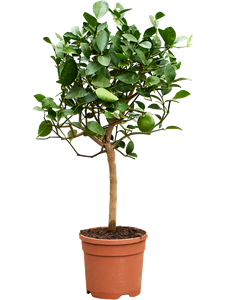 Citrus aurantifolia 'Green lime' Stem, 41148