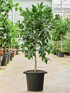 Citrus aurantifolia 'Green lime' Stem, 41149