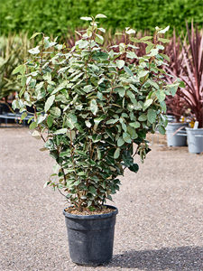 Elaeagnus ebbingei 'Compacta' Bush