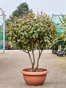 Elaeagnus ebbingei 'Viveleg' Branched