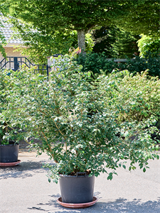 Euonymus alatus (150-200) branched