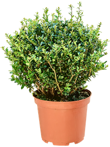 Ilex crenata 'Caroline Upright' Boll