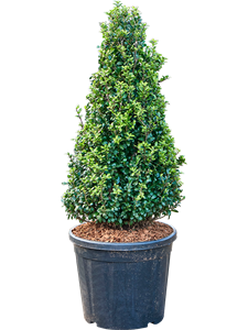 Ilex crenata 'Caroline Upright' (100-110) Pyramid