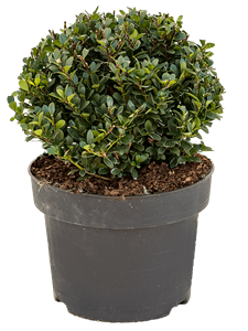 Ilex crenata 'Dark Green' Boll (25)