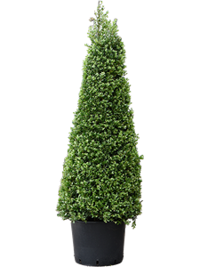 Ilex crenata 'Dark Green' Pyramid