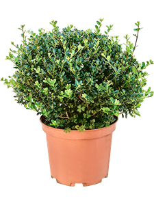 Ilex crenata 'Green Hedge' Boll