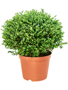 Ilex crenata 'Glory Gem' Boll