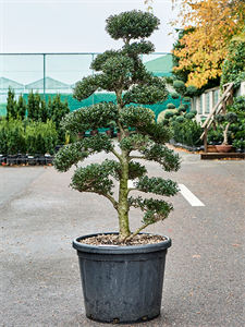 Ilex crenata 'Kinme' Bonsai (150-180)