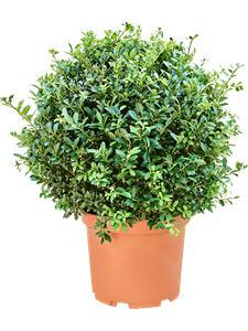 Ilex crenata 'Maximo' Boll