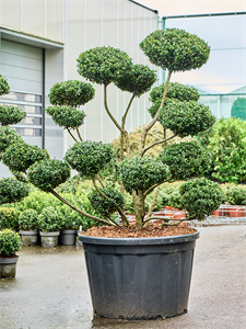 Ilex crenata 'Impala' Branched/Multi crowns