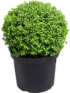 Ilex crenata 'Convexa' Ball, 41174