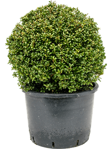 Ilex crenata 'Convexa' Ball, 41175