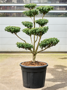 Ilex crenata 'Green Lustre' (150-170) Branched/Multi crowns