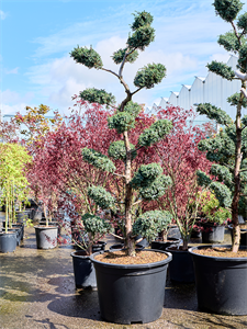 Juniperus chinensis 'Blue Alps' Bonsai