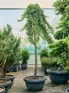 Juniperus chinensis 'Parsonii' Stamm