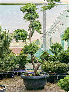 Juniperus chinensis 'Parsonii' Bonsai