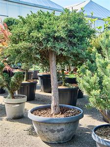 Juniperus procumbens 'Nana' Stem