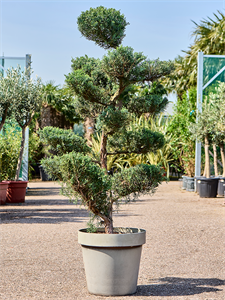 Juniperus virginiana 'Grey Owl' (160-180) Bonsai, 41181