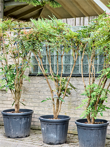 Mahonia media 'Charity' Multi stem