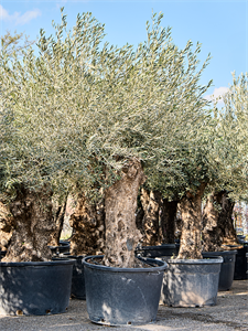 Olea europaea (220-300) Bonsai